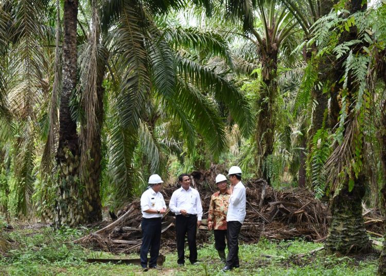 Presiden Joko Widodo saat meninjau perkebunan sawit beberapa waktu lalu. (IST)