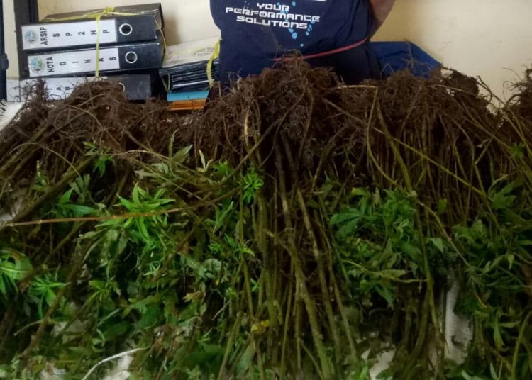 Barang bukti tanaman ganja yang diamankan Polres Pagaralam dari ladang ganja di perbukitan Rimba Candi, Kecamatan Dempo Selatan, Kota Pagaralam, Jumat (17/01). (ist)