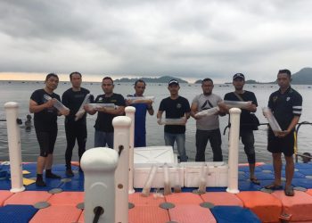 Baby lobster saat dilepaskan di perairan Lampung. Foto: Istimewa