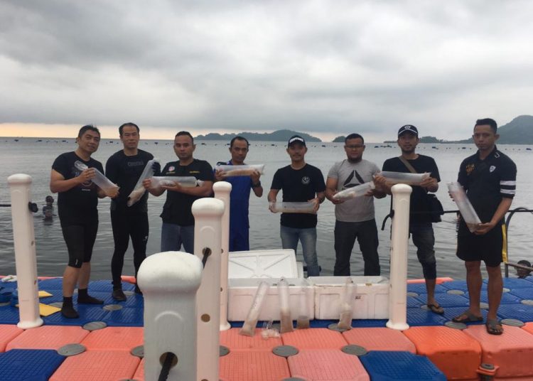 Baby lobster saat dilepaskan di perairan Lampung. Foto: Istimewa