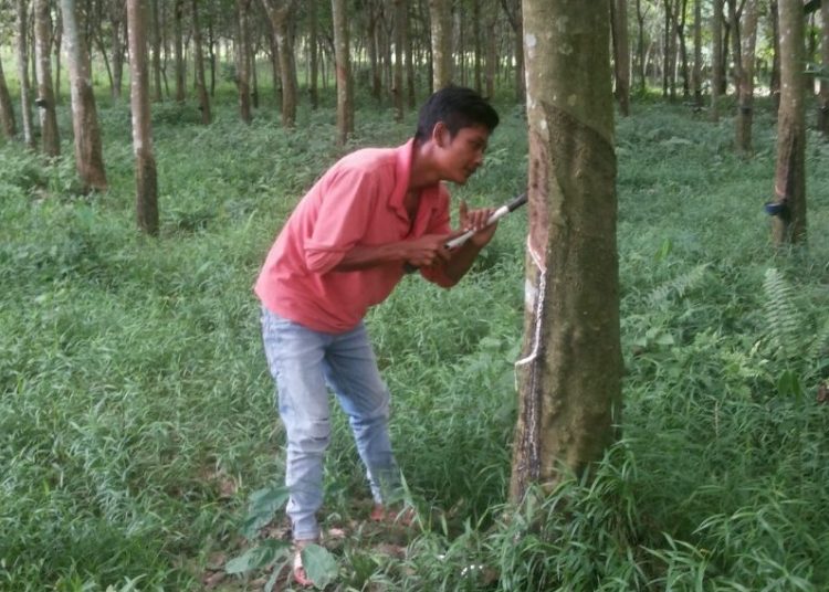 Petani Sumsel saat mengambil getah karet. Foto: Istimewa