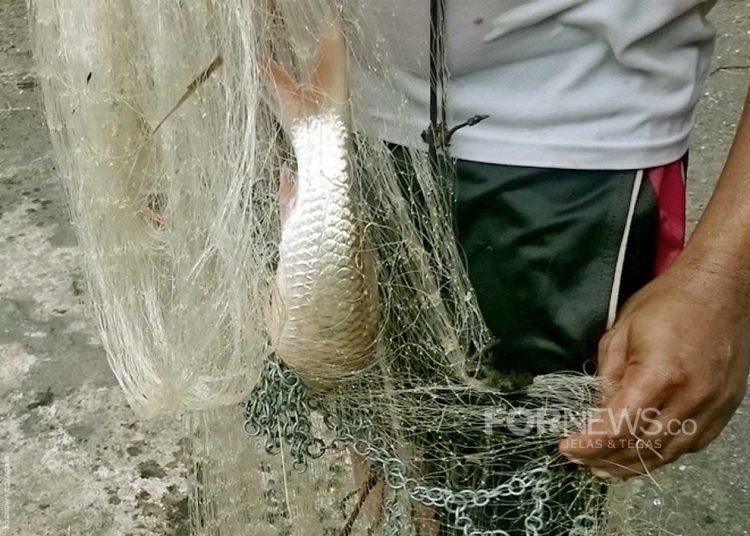 IKAN jenis predator hampala hasil tangkapan warga Sleman., Selasa (14/1/2020). (foto fornews.co/adam)