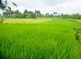 Areal persawahan di Sumsel, foto: Istimewa