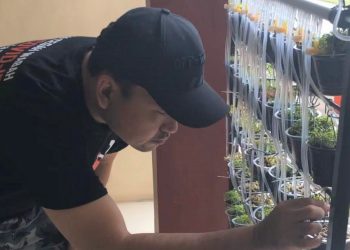 Wakil Bupati Muba, Beni Hernedi, memulai menanam sayur dengan teknik microgreens di kediamannya, Kamis (15/4). (fornews.co/ist)