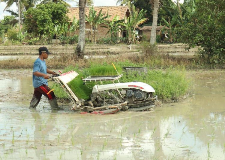 Petani saat melakukan penanaman padi di lahan. (IST)