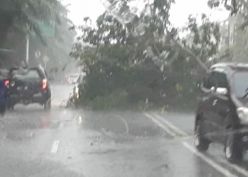 Pohon tumbang di Jalan Radial menutupi separuh badan jalan, Jumat (22/05). (fornews.co/ist)