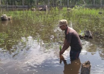 Seorang petani di Kecamatan Lais, Kabupaten Muba, memilah benih padi yang terendam banjir luapan Sungai Musi beberapa waktu lalu. (fornews.co/ist)