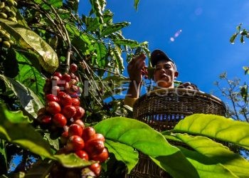 Petani kopi di Desa Cahaya Alam, Semendo, Kabupaten Muaraenim, lagi memetik buah kopi, beberapa waktu lalu. (fornews.co/mushaful imam)