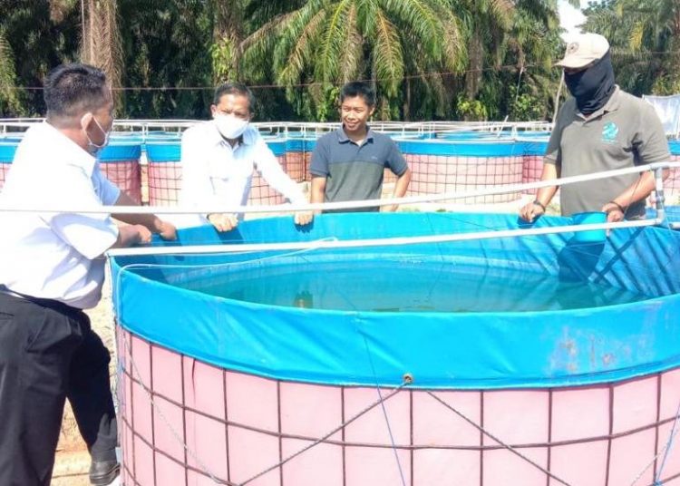 Petugas dari Dinas Perikanan dan Bappeda Muba meninjau salah satu pembenihan ikan lele di wilayah Muba. (fornews.co/humas pemkab muba)