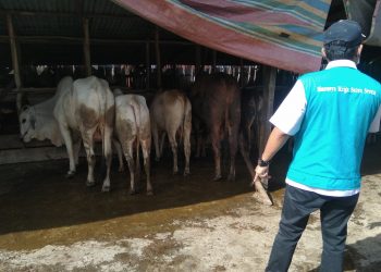 Kepala Dinas Pertanian dan Ketahanan Pangan Palembang, Sayuti saat melakukan sidak di beberapa pedagang hewan kurban. Foto: Alwi Alim/Fornews.co