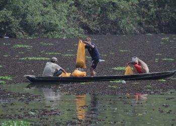 Warga Desa Tanah Abang Kecamatan Batanghari Leko, membersihkan gulma yang berada di permukaan Danau Siarak, Selasa (13/10). (fornews.co/humas pemkab muba)