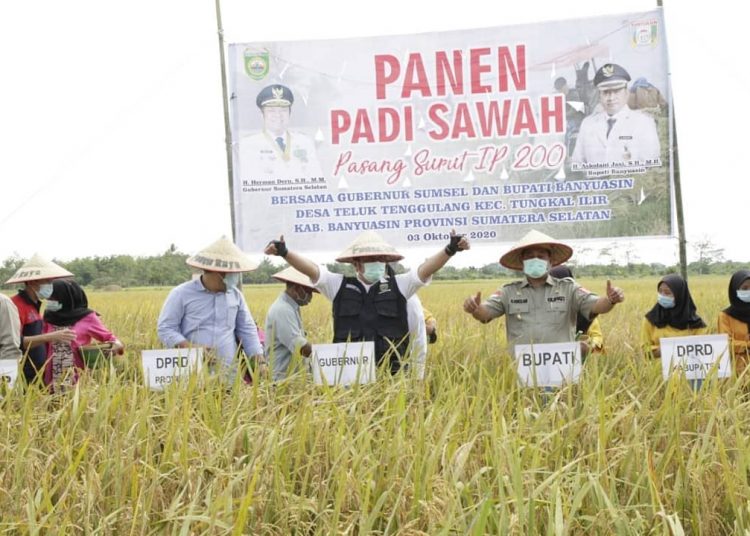 Gubernur Sumsel Herman Deru didampingi Bupati Banyuasin Askolani melakukan panen Padi Sawah Pasang Surut IP 200 di Desa Teluk Tenggulang, Kecamatan Tungkal Ilir, Kabupaten Banyuasin, Sabtu (03/10). (fornews.co/humas provinsi sumsel)