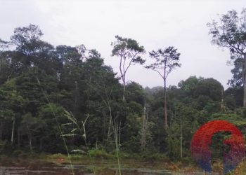 Kondisi Hutan Harapan di perbatasan Kecamatan Batang Hari Leko (BHL) Kabupaten Muba dan Kabupaten Batanghari, Jambi, Minggu (7/11) lalu. (foto fornews.co/sidratul muntaha)