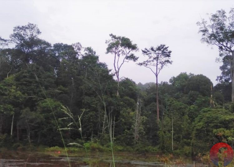 Kondisi Hutan Harapan di perbatasan Kecamatan Batang Hari Leko (BHL) Kabupaten Muba dan Kabupaten Batanghari, Jambi, Minggu (7/11) lalu. (foto fornews.co/sidratul muntaha)