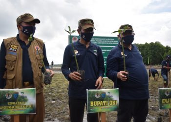 Kegiatan penanaman mangrove di Kecamatan Tulung Selapan, Kabupaten Ogan Komering Ilir (OKI), Sumsel. (Diskominfo OKI)