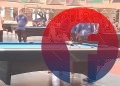 Salah seorang atlet saat bertanding pada Turnamen Biliar POBSI OKI, Selasa (10/11). (fornews.co / rif)