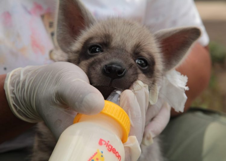 Bayi hyena bernama Mooi yang lahir di Bali Safari Park sedang menyusu. (fornews.co/bali safari park)