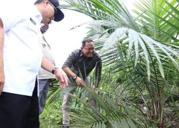 Bupati Muba Dodi Reza Alex saat meninjau pohon kelapa sawit hasil peremajaan beberapa waktu lalu. (fornews.co/humas pemkab muba)