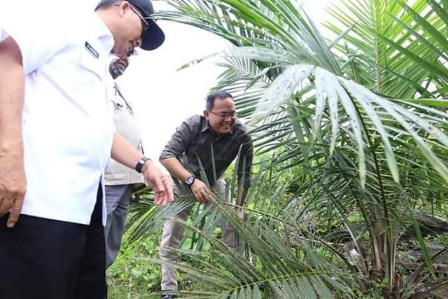Bupati Muba Dodi Reza Alex saat meninjau pohon kelapa sawit hasil peremajaan beberapa waktu lalu. (fornews.co/humas pemkab muba)