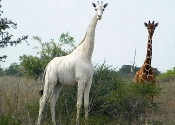 Penampakan jerapah putih terakhir di dunia yang berada di area konservasi Garissa, Kenya. (fornews.co/ist)