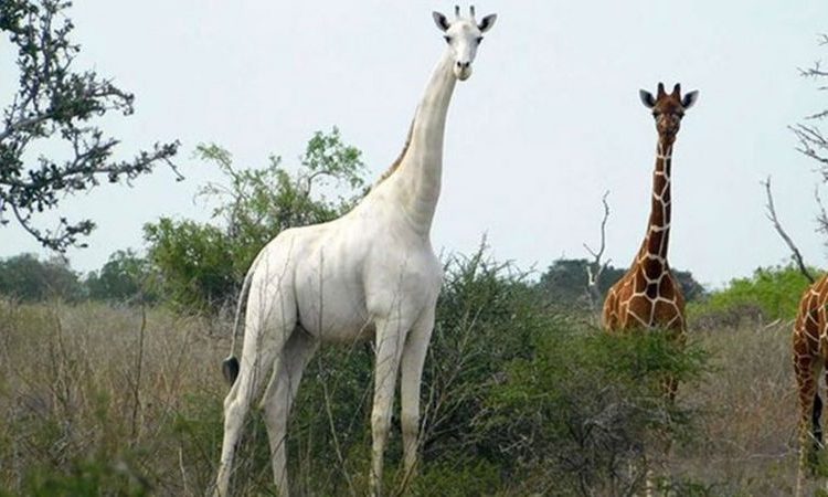 Penampakan jerapah putih terakhir di dunia yang berada di area konservasi Garissa, Kenya. (fornews.co/ist)