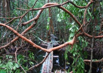 Kondisi salah satu hutan gambut di Indonesia. (fornews.co/yayasan madani berkelanjutan)