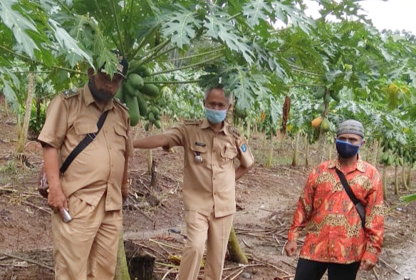 Camat Teluk Gelam, H Saparudin saat meninjau salah satu areal perkebunan warga. (IST)