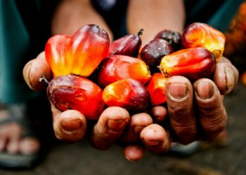 Beberapa bank di Indonesia mengungkapkan tidak lagi akan membiayai kegiatan bisnis yang akan berdampak negatif terhadap UNESCO World Heritage Sites, salah satunya perkebunan kelapa sawit. (fornews.co/wwf international) 