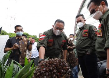 Bupati Muba Dodi Reza Alex, Wakil Bupati Beni Hernedi, dan Direktur Pengolahan dan Pemasaran Hasil Perkebunan Kementerian Pertanian, Dedi Junaedi melihat hasil panen tandan buah segar (TBS) kelapa sawit pada Peringatan Hari Perkebunan Nasional ke-63 tingkat Kabupaten Muba, Kamis (17/12). (fornews.co/humas pemkab muba)