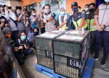 Orangutan Sumatra yang berhasil dipulangkan ke Indonesia tiba di Pusat Karantina dan Rehabilitasi Orangutan di Sibolangit, Kabupaten Deli Serdang, Jumat (18/12). (fornews.co/ppid menlhk)
