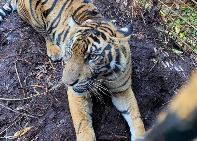 Corina, seekor Harimau Sumatra betina yang dilepasliarkan ke habitatnya kawasan Restorasi Ekosistem Riau, Minggu (20/12). (fornews.co/humas klhk)