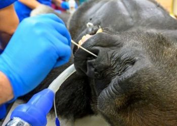 Ilustrasi gorila menjalani tes Covid-19 setelah menderita demam ringan dan batuk-batuk. (fornews.co/miami zoo)