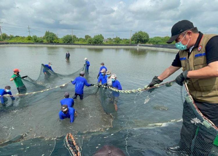 Gubernur Sumsel Herman Deru bersama petani tambak melakukan panen udang di Desa Bumi Pratama Mandira, Kecamatan Sungai Menang, Kabupaten OKI, Sabtu (23/1/2021). (fornews.co/humas provinsi sumsel)
