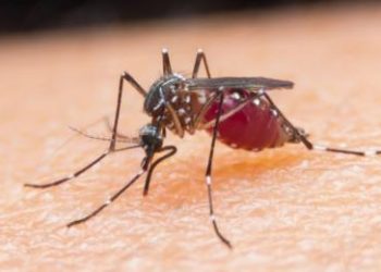 Ilustrasi nyamuk aedes aegypti pembawa virus DBD. (fornews.co/ist)