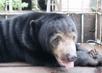 Beruang Madu jantan bernama Wang saat dievakuasi dari rumah warga yang memeliharanya, Rabu (3/2/2021). (fornews.co/ksdae klhk)