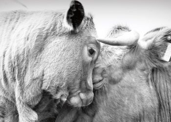 Ilustrasi. (Foto: istimewa/Igualdad Animal)
