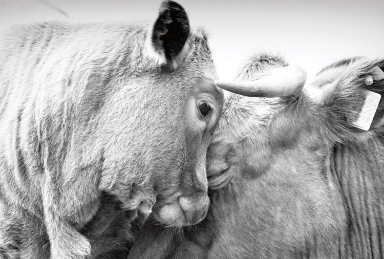 Ilustrasi. (Foto: istimewa/Igualdad Animal)