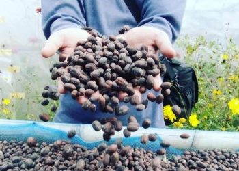 Kopi Karo yang diusahakan UKM Binaan Pertamina dalam Program Kemitraan. (Foto: Pertamina)