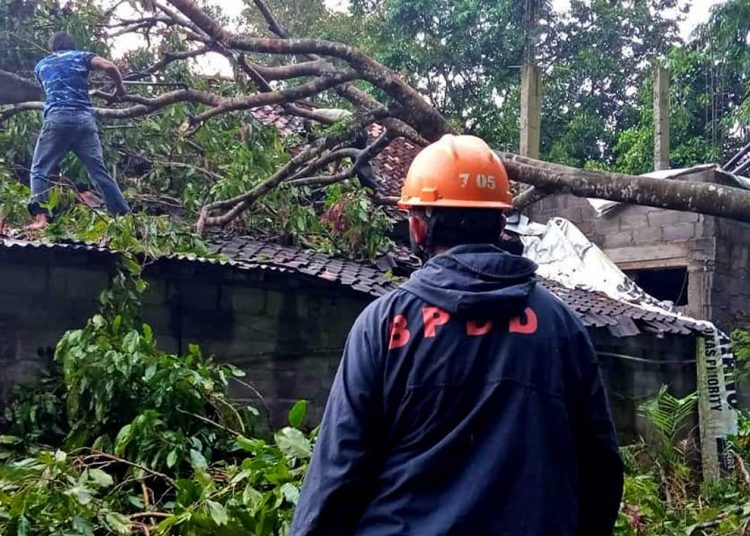 SEBUAH rumah tertimpa pohon tumbang saat terjadi hujan lebat di Sleman pada Rabu (3/3/2021). (foto fornews.co/bpbd sleman)