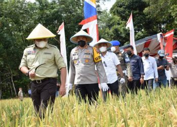 Bupati Muba Dodi Reza Alex bersama pejabat terkait saat akan melakukan panen raya padi Kampung Tangguh Musi Sanga Desa di Persawahan Rangkawe Kelurahan Ngulak 1, Kecamatan Sanga Desa, Rabu (3/3/2021). (fornews.co/humas pemkab muba)