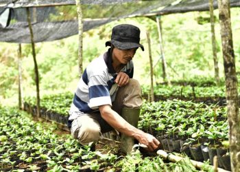 Anggota kelompok tani (Koptan) Ruang Napalan mengecek bibit kopi Arabika yang dikembangkan di kawasan Semende, Kabupaten Muara Enim. (fornews.co/ist)