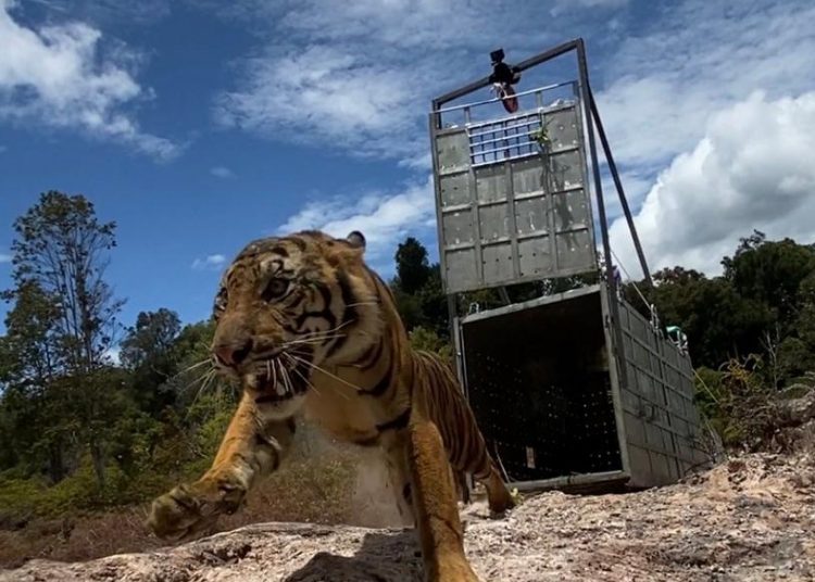 Seekor harimau sumatera dilepasliarkan ke kawasan Taman Nasional Gunung Leuser, Sabtu (13/3). (fornews.co/ist/KLHK)