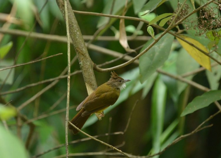 Empuloh Janggut Bulbul (istimewa/Status Burung Indonesia 2021)