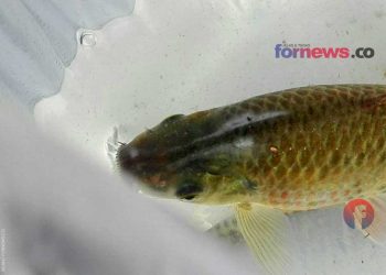 IKAN asli Sleman, Yogya. (foto fornews.co/adam)