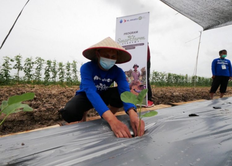 Seorang petani di Desa Dadi Rejo, Kecamatan Belitang III, Kabupaten OKU Timur, menanam bibit tanaman pada peluncuran program Smartfarm Academy dari IZI bekerja sama dengan Majelis Taklim XL, Minggu (4/4/2021). (fornews.co/izi sumsel)
