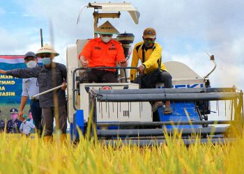 Bupati Muba Dodi Reza Alex saat panen raya padi tahun 2021 di Desa Sri Karang Rejo (P8), Kecamatan Lalan, Sabtu (10/4/2021). (fornews.co/humas pemkab muba)