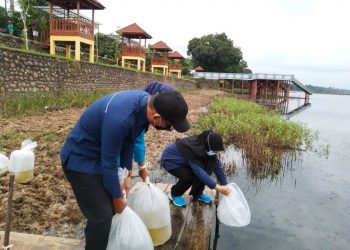 Kabid Sumber Daya Ikan Dinas Perikanan Muba Mona Pebriza melakukan penebaran benih ikan di Danau Ulak Lia Kelurahan Soak Baru, Kecamatan Sekayu, Jumat (30/4/2021). (fornews.co/humas pemkab muba)