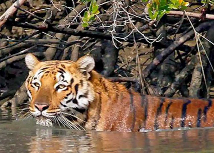 HARIMAU Benggala. (foto fornews.co/sunderbannationalpark)