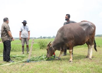 Bupati Muba, Dodi Reza Alex saat berbincang- bincang dengan warga pemilik hewan kurban, Minggu (4/7/2021). (fornews.co/humas pemkab muba)
