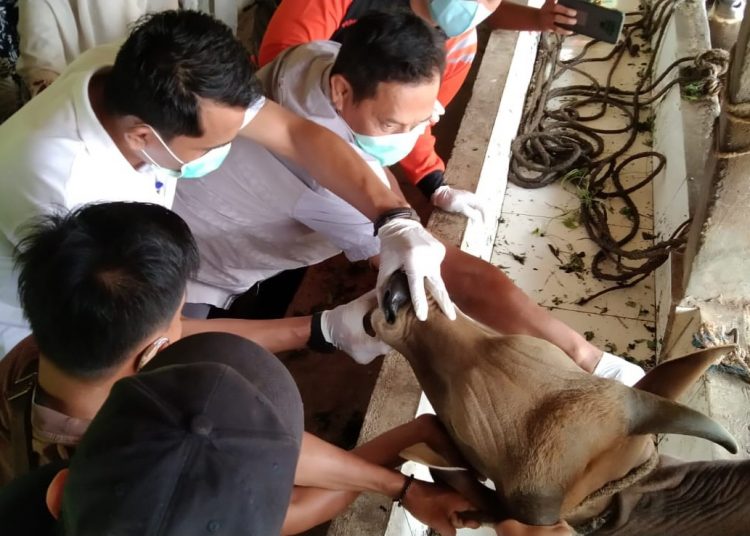 ilustrasi pemeriksaan hewan kurban.  (fornews.co/ist)